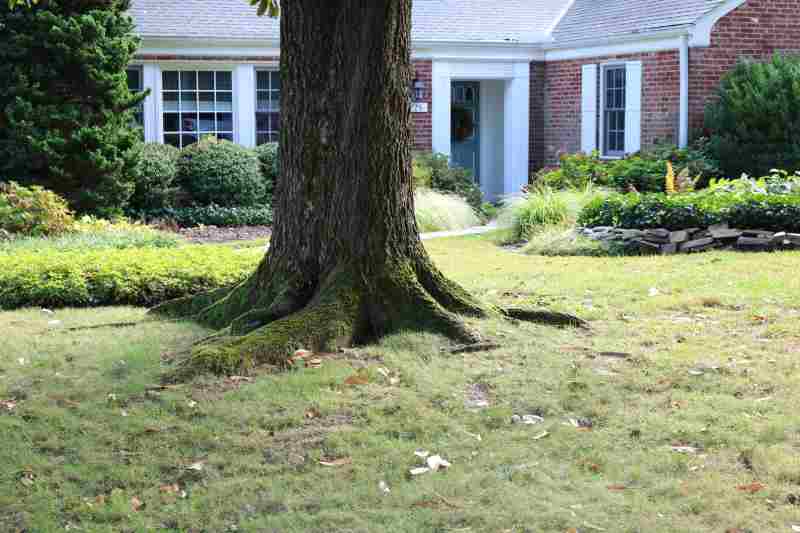 tree with huge root growing in yard