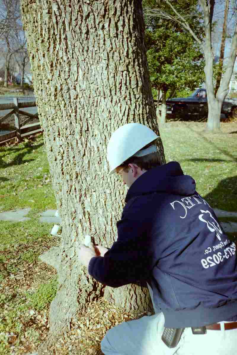 RTEC founder working on a tree