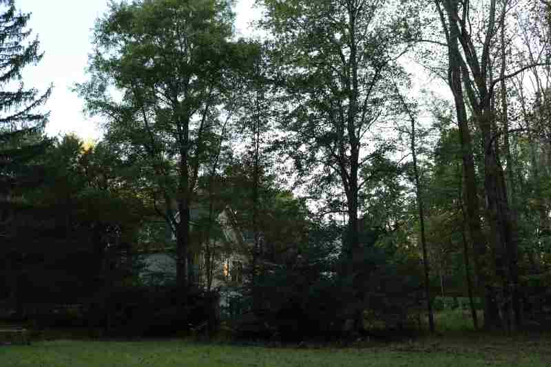 Home in DMV with large tree