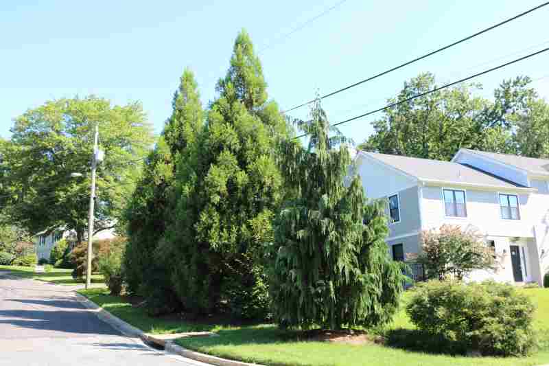 big tree growing well on side of home