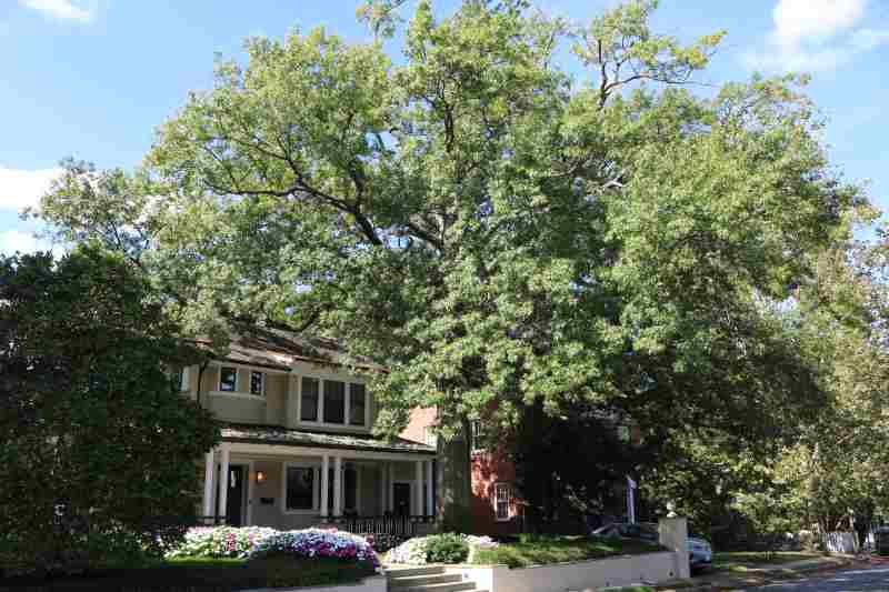 tree in from of a one family home