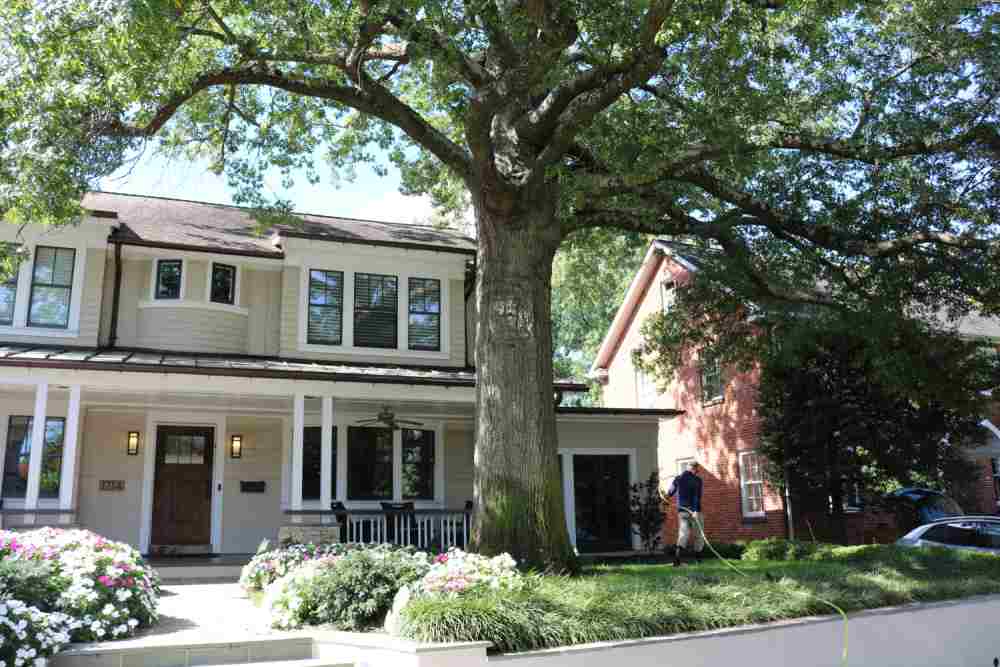 Home in northern virginia using plant health care