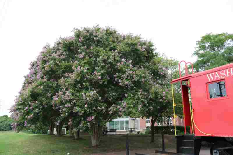 huge tree with flowers growing in yard