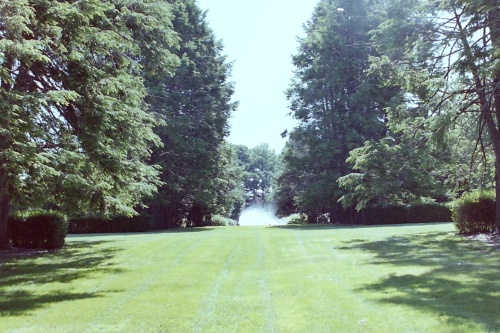 Trees standing on an estate in a field that has been landscaped
