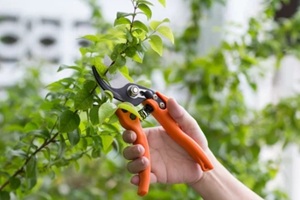close up of hand trimming plants with pruning shears in the garden
