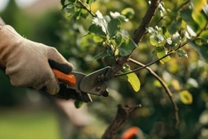 featuring tree care and garden maintenance