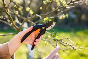 gardener is cutting branch of apple tree by using pruning shears