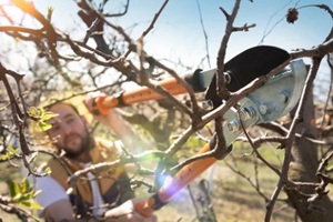 gardener pruning fruit trees with pruning shears