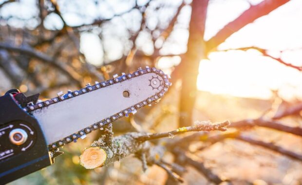 pruning chainsaw cut tree branches on sunset