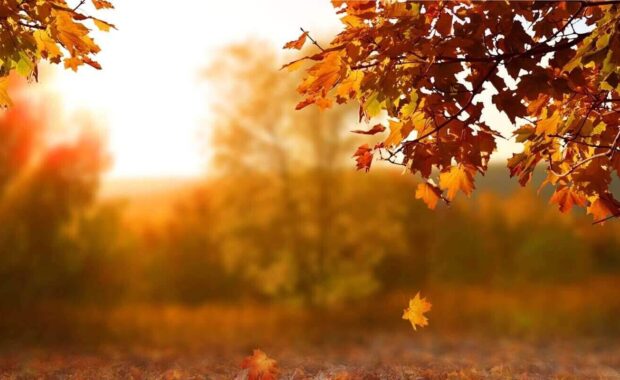 beautiful autumn landscape