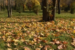 yellow fallen leaves on a green lawn in an autumn park