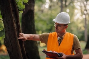 arborist inspecting the tree in a lawn area
