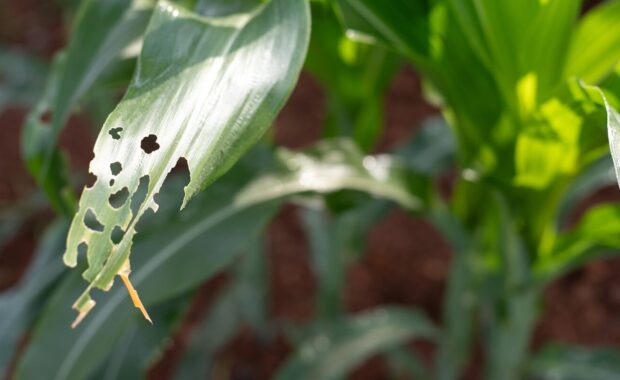 close-up of a corn leaf damaged by insect pests in an agricultural field