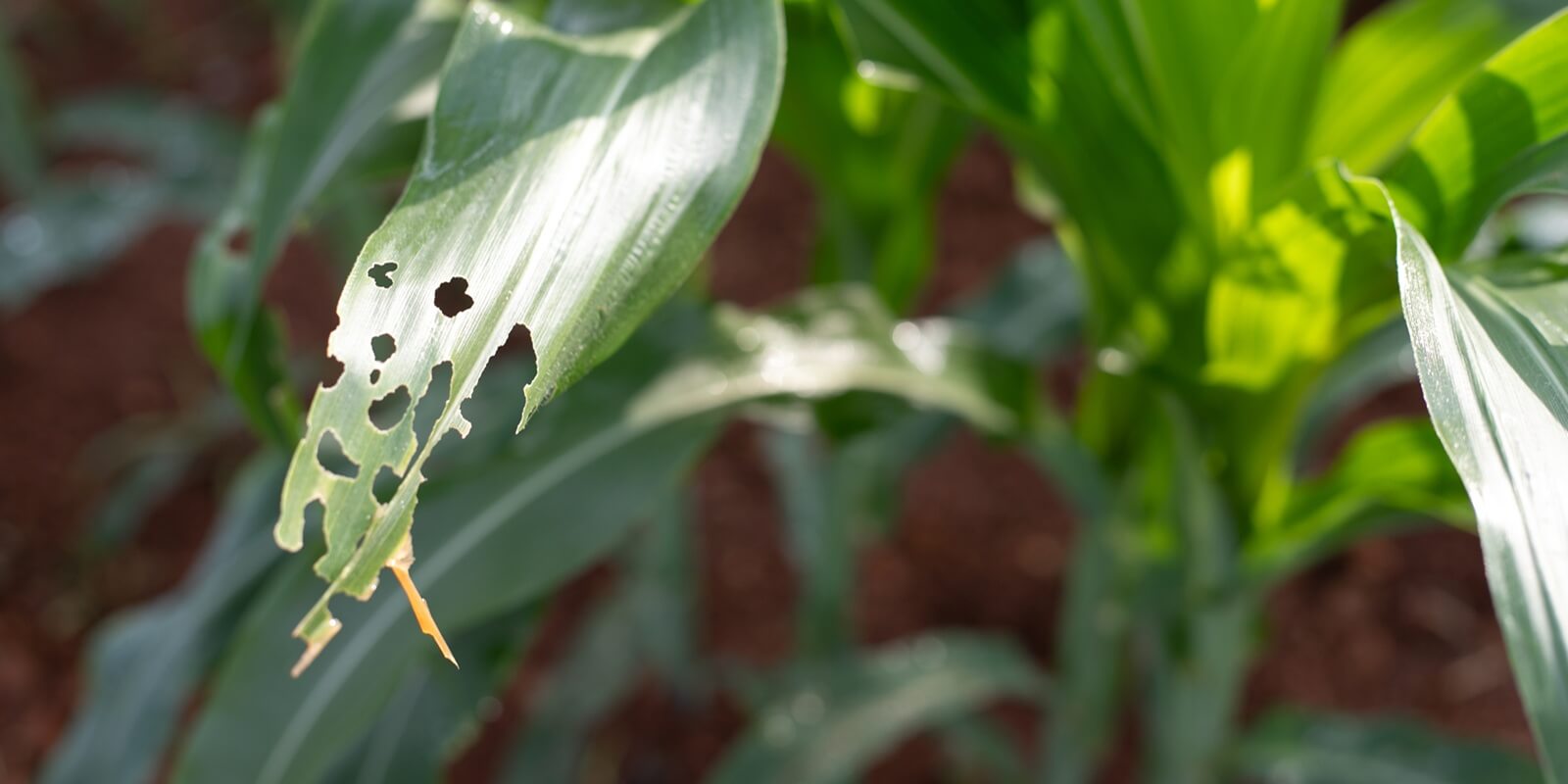 close-up of a corn leaf damaged by insect pests in an agricultural field
