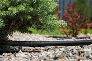 drip irrigation hose watering a conifer tree