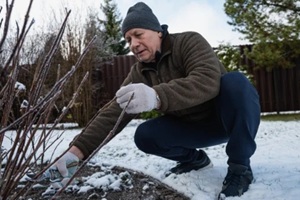 senior man cutting shrubs in snowy garden