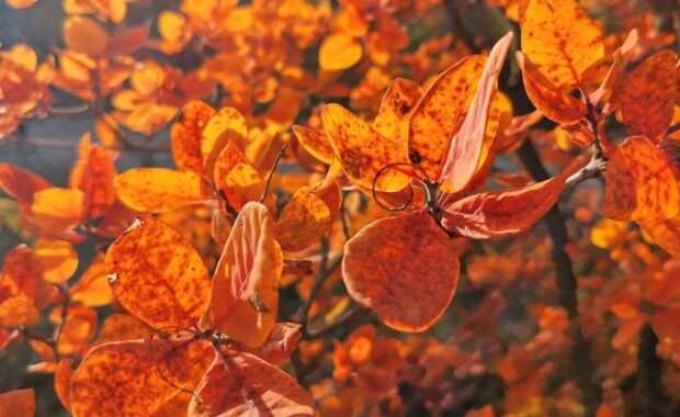 shrub with red leaves in late autumn