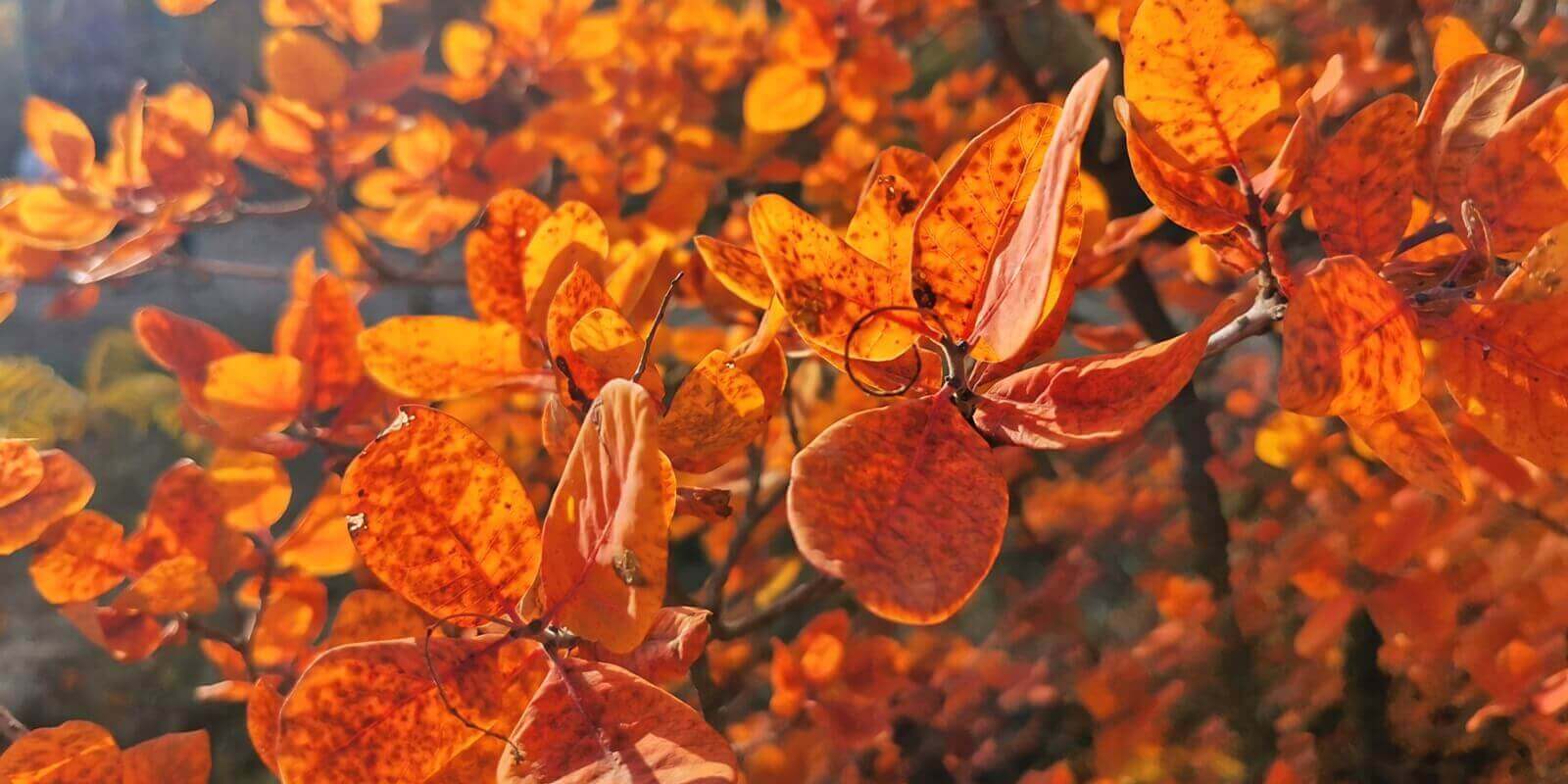 shrub with red leaves in late autumn