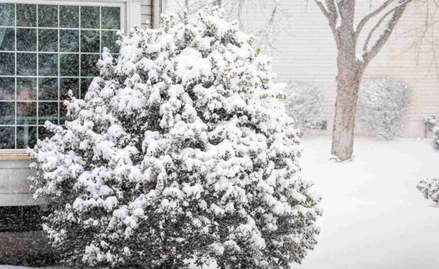 snowstorm storm snowing weather outside outdoors with tree branches covered in snow in backyard yard of house