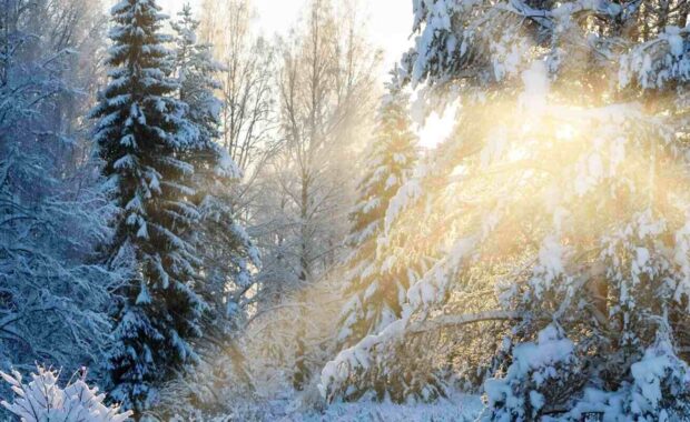 winter landscape in sunny day, trees covered with fresh snow