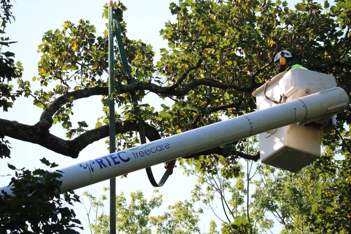 Eco Friendly Tree and Plant Care RTEC Treecare Environmental Services