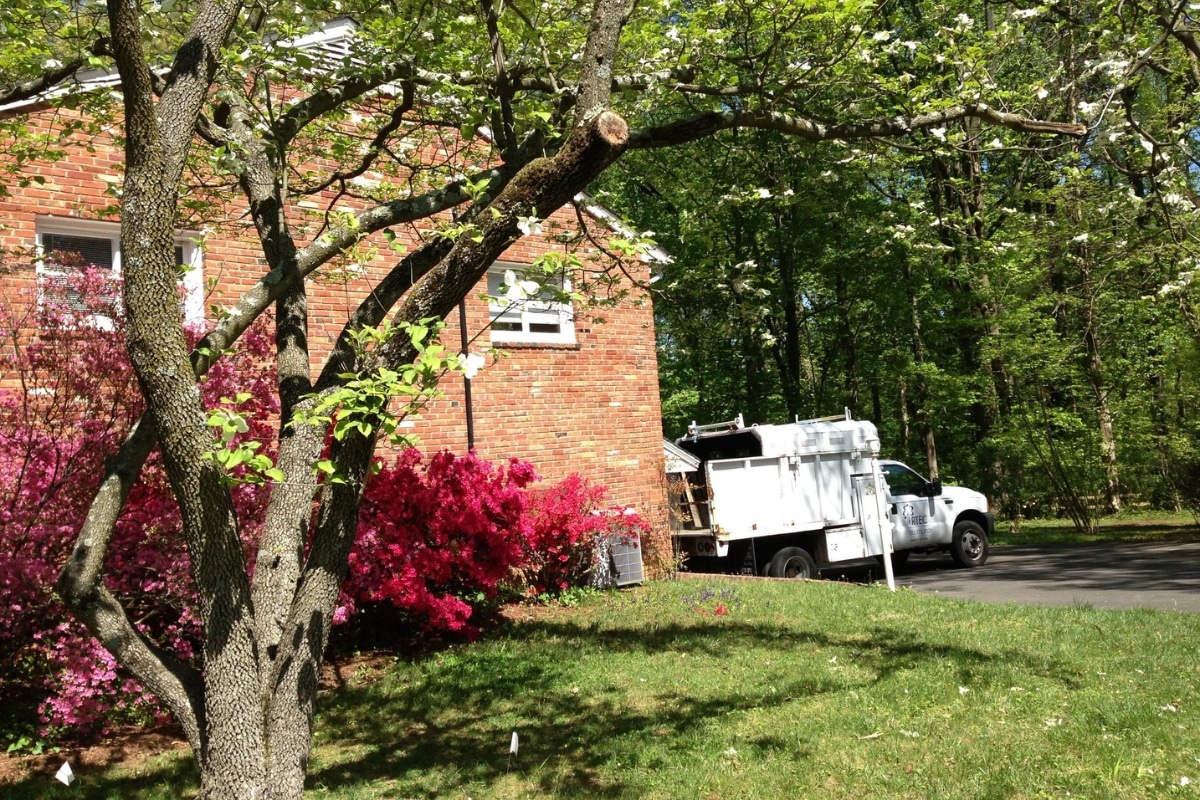 Tree Pruning and Trimming RTEC Treecare Environmental Services