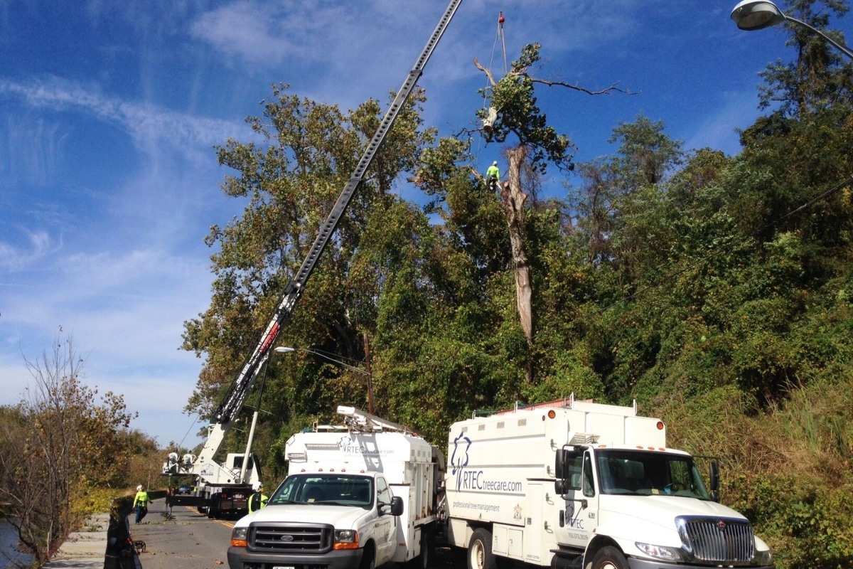 Tree Removal RTEC Treecare Environmental Services