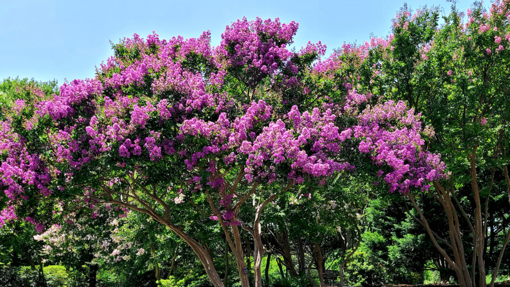 Email Images (36) (1)