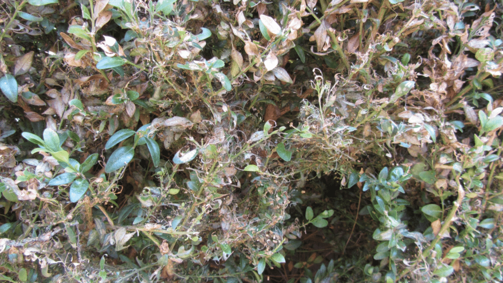 Email Images (39) (1)