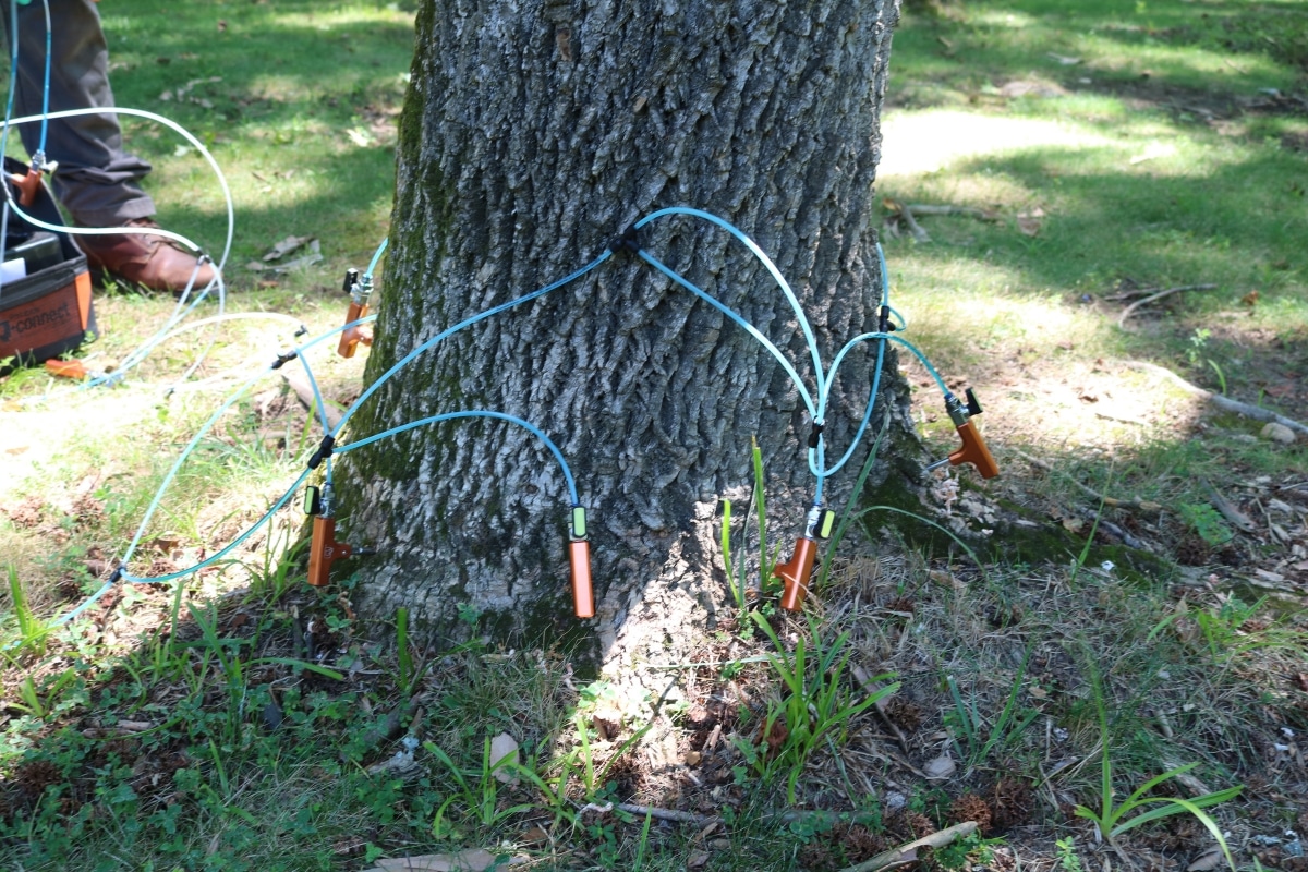 Emerald Ash Borer Protection RTEC Treecare Plant Health Care