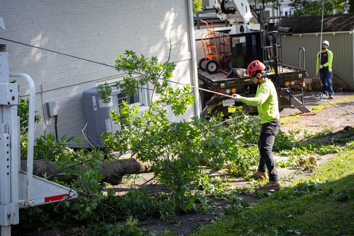 Expert Tree Removal Services in the DC Metropolitan Area RTEC Treecare Team