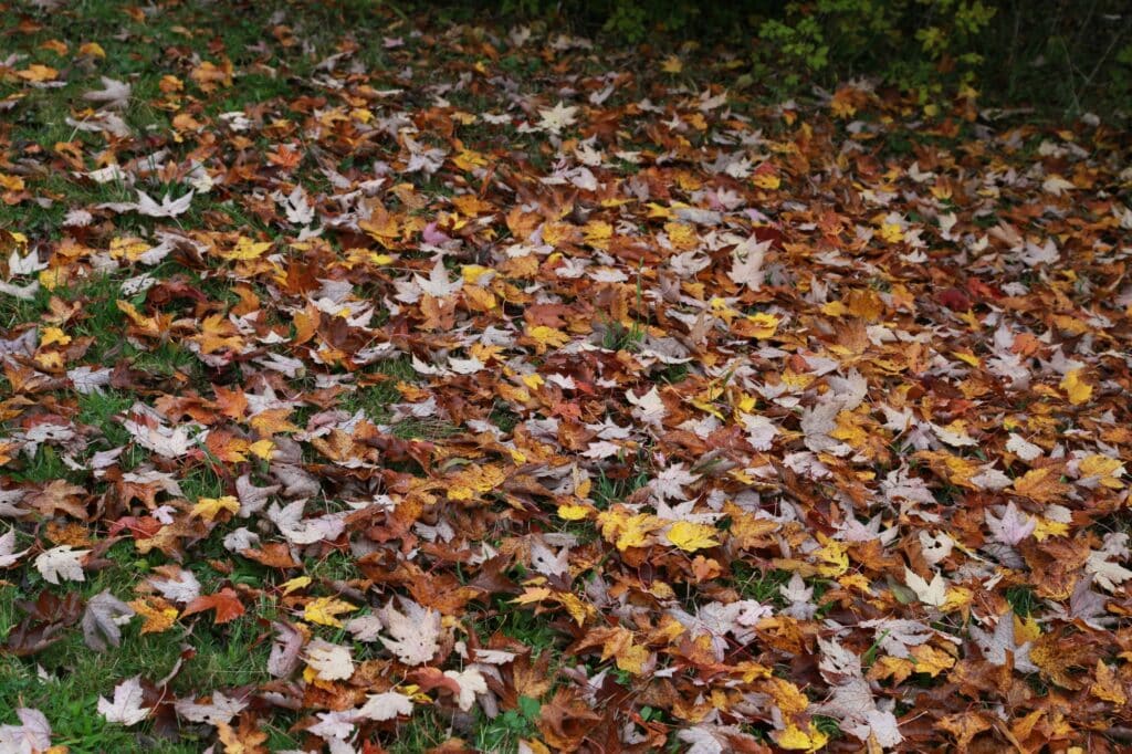 Fallen leaves (1)
