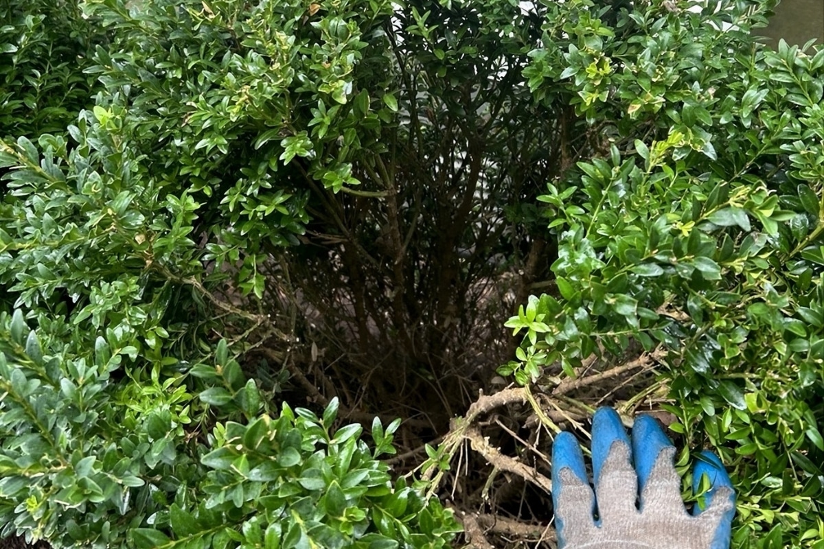 Hand Pruning RTEC Treecare Plant Health Care