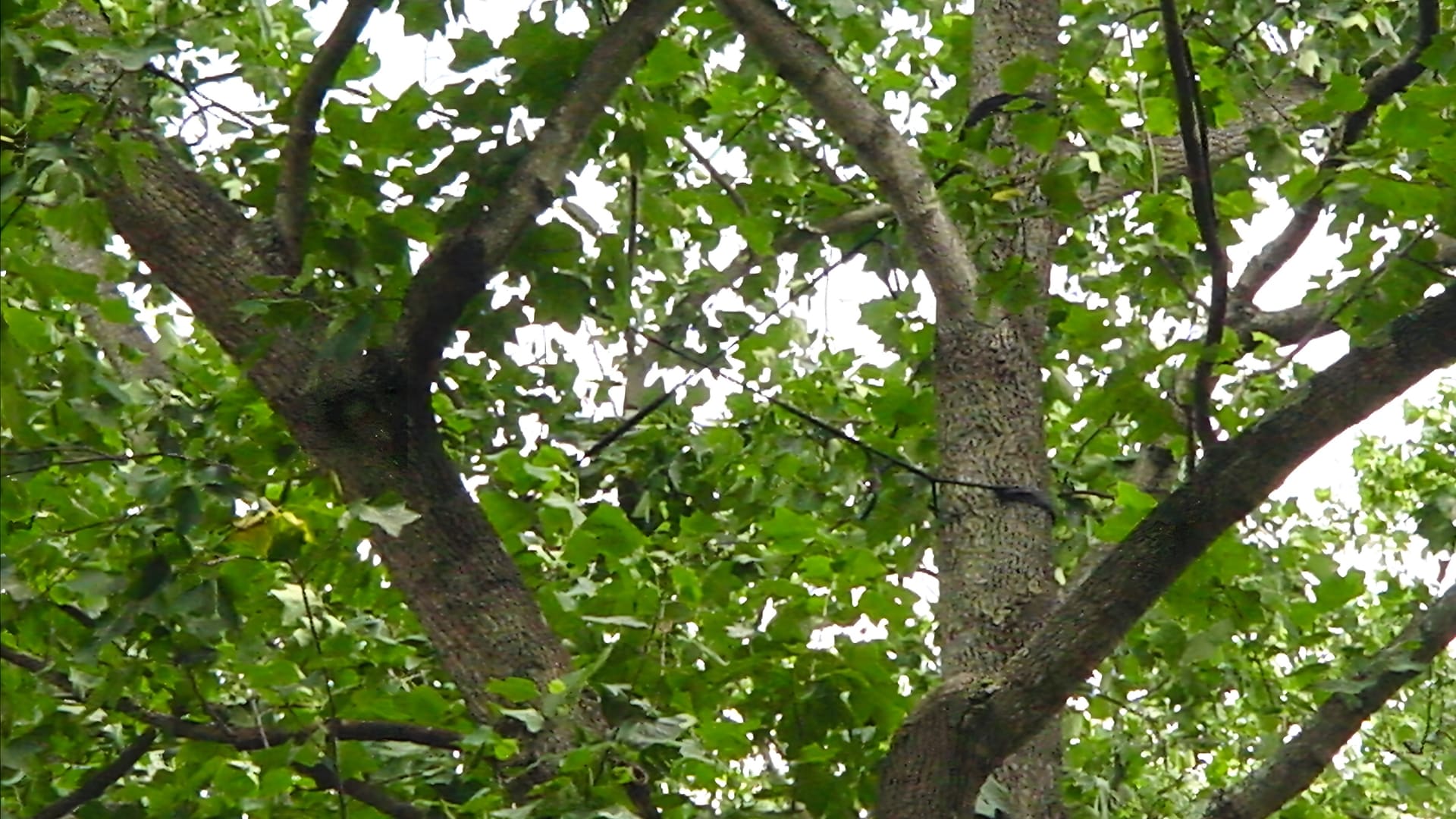 Professional Cable and Bracing Services RTEC Treecare