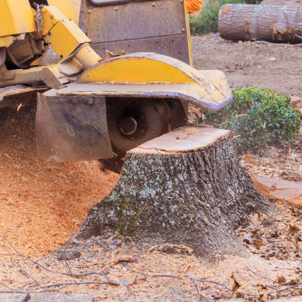 Stump Grinding Services in the DC Metropolitan Area RTEC Treecare and Plant Health Care