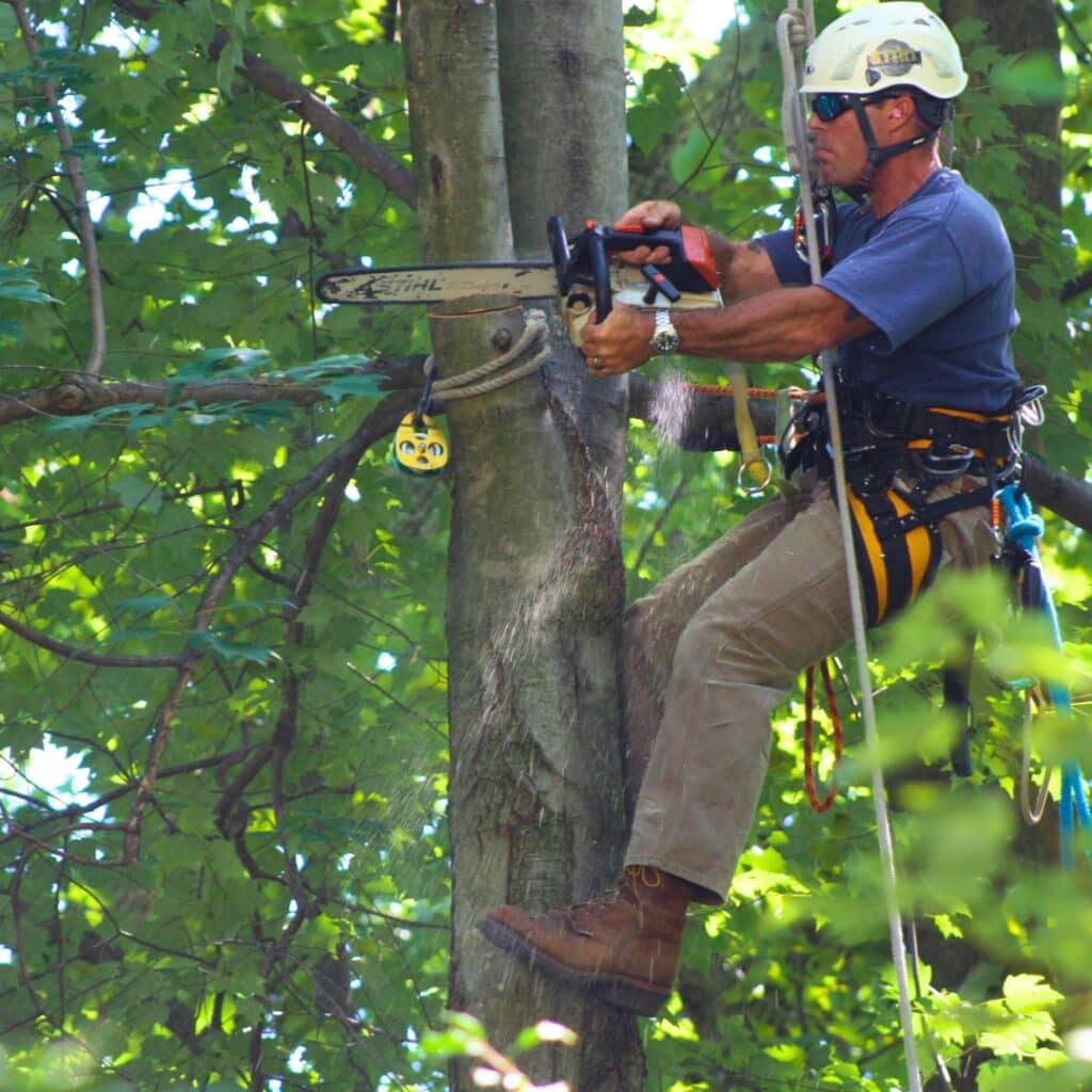 Tree Removal RTEC Treecare and Plant Health Care