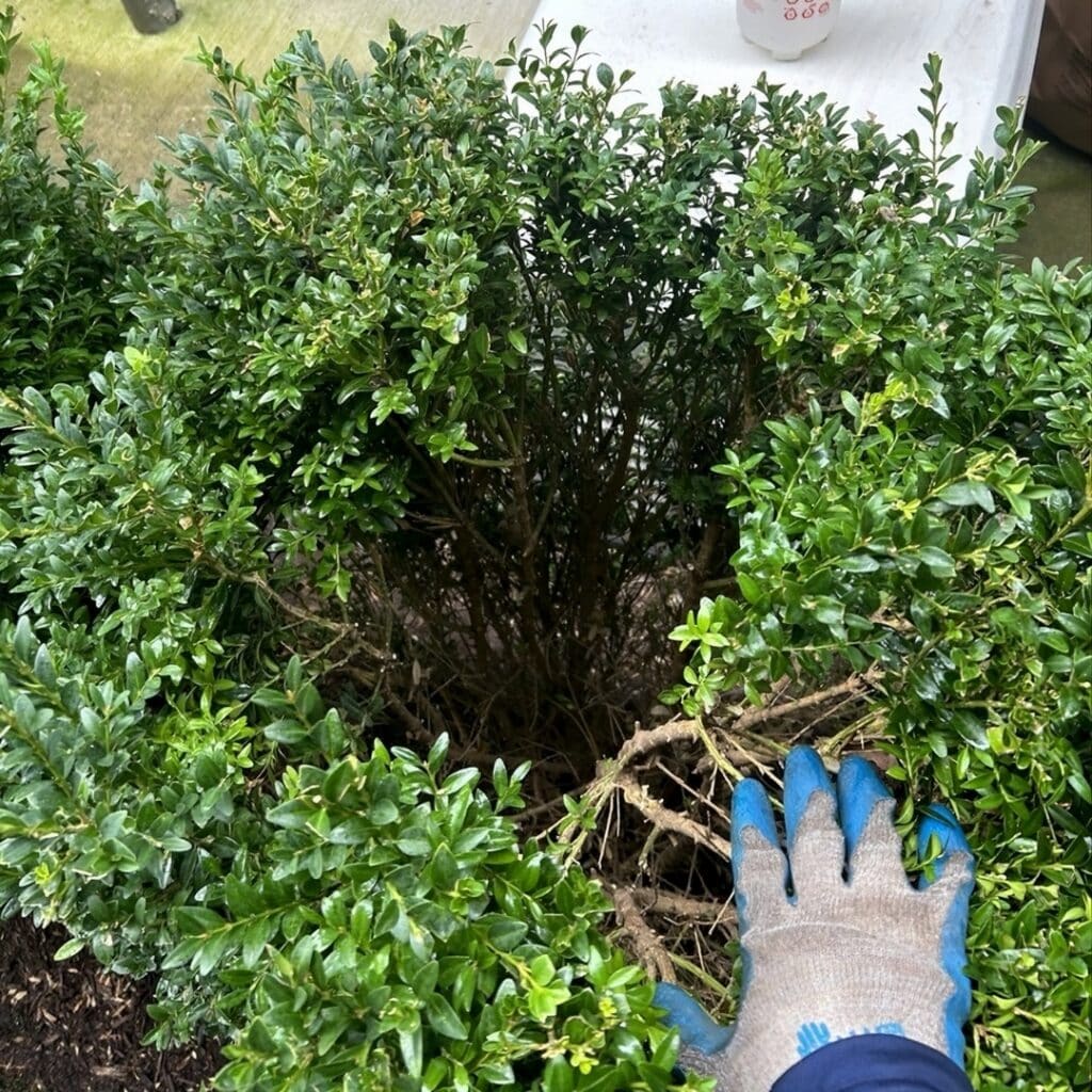Tree Trimming & Pruning Services RTEC Treecare and Plant Health Care