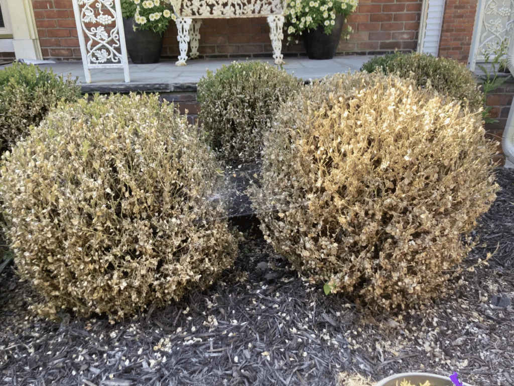 haunted shrubs (1)