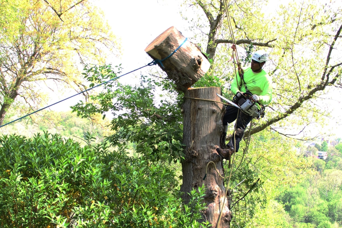 Expert Climber Tree Removal Services RTEC Treecare