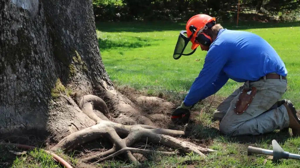 Local Plant Health Care Services RTEC Treecare