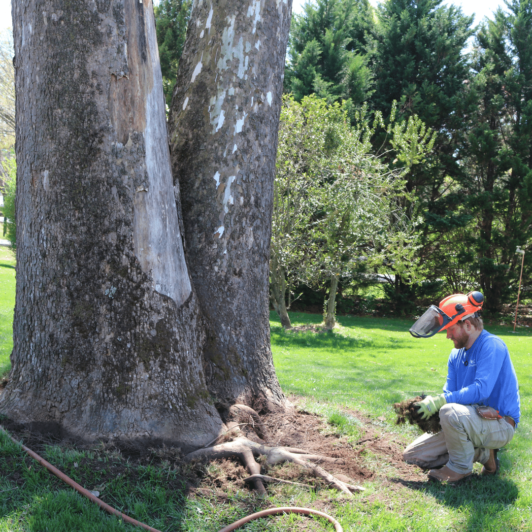 Plant Health Care Certified Arborist RTEC Treecare