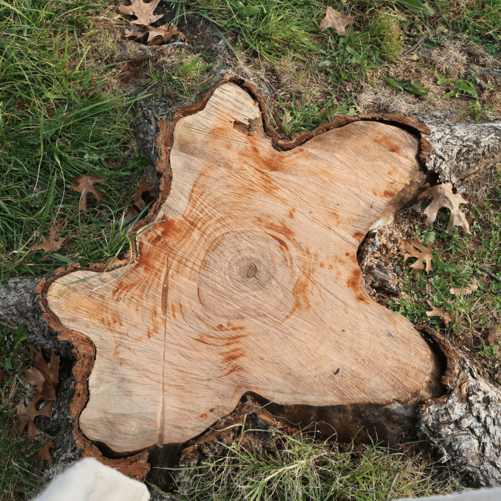 Professional Stump Grinding RTEC Treecare
