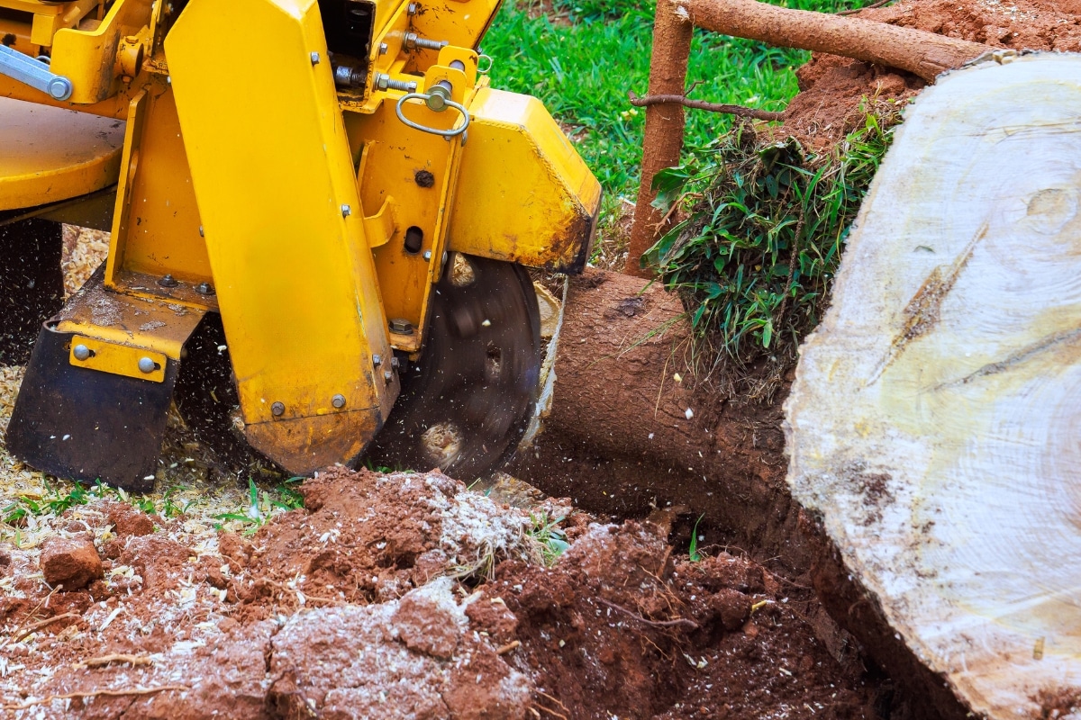 Professional Stump Grinding Services RTEC Treecare