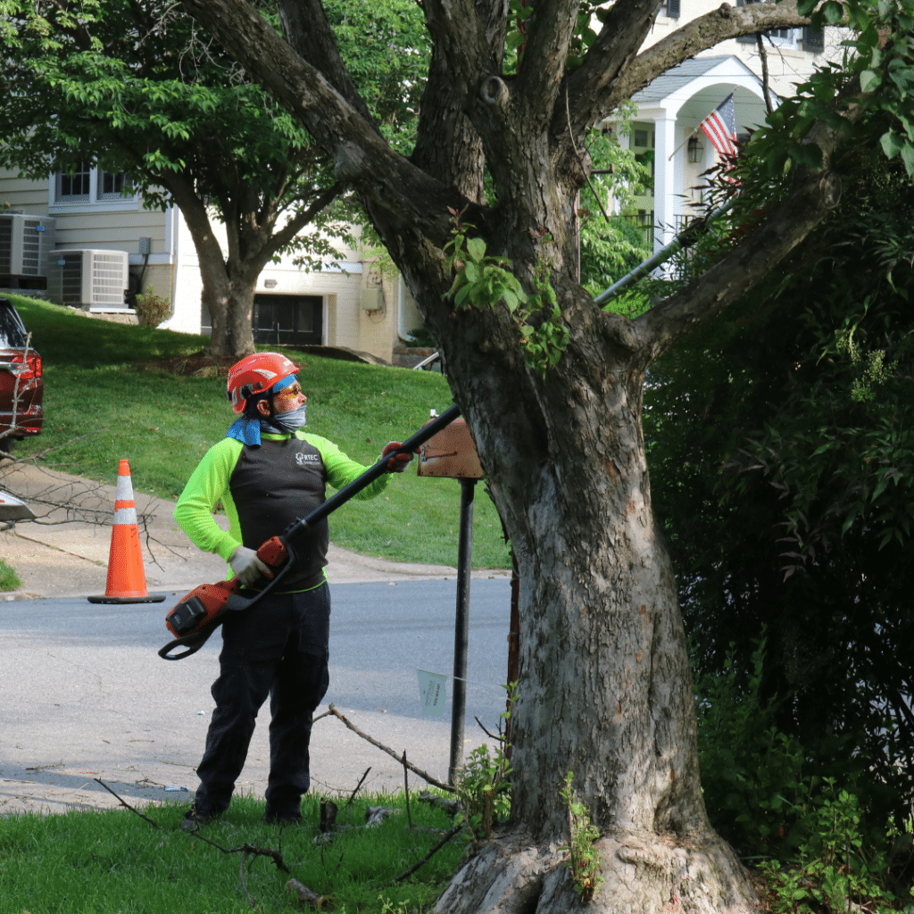 Professional Tree Pruning & Trimming RTEC Treecare
