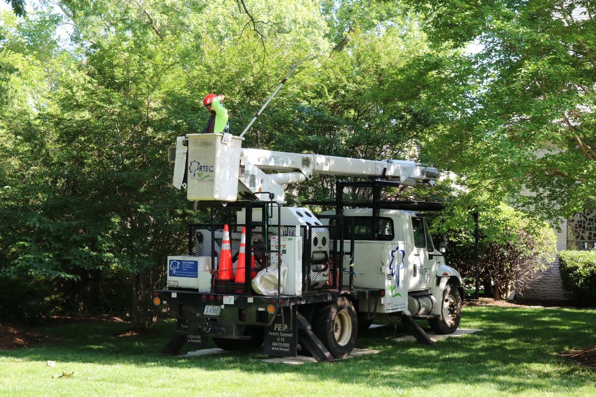 Professional Tree Pruning & Trimming Services RTEC Treecare Safety