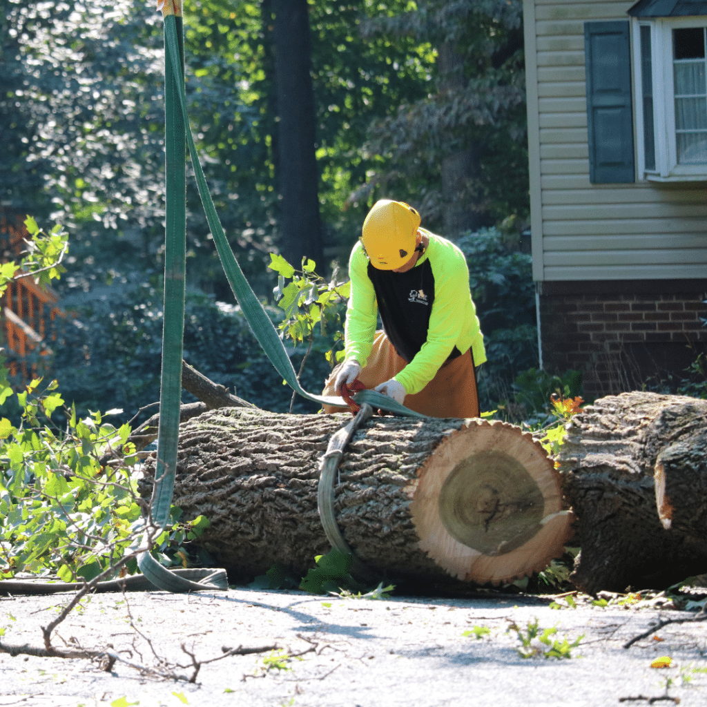 Professional Tree Removal RTEC Treecare