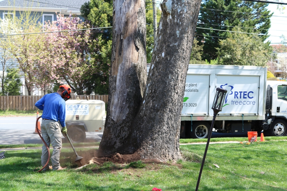 Local Root Collar Excavation Services RTEC Treecare