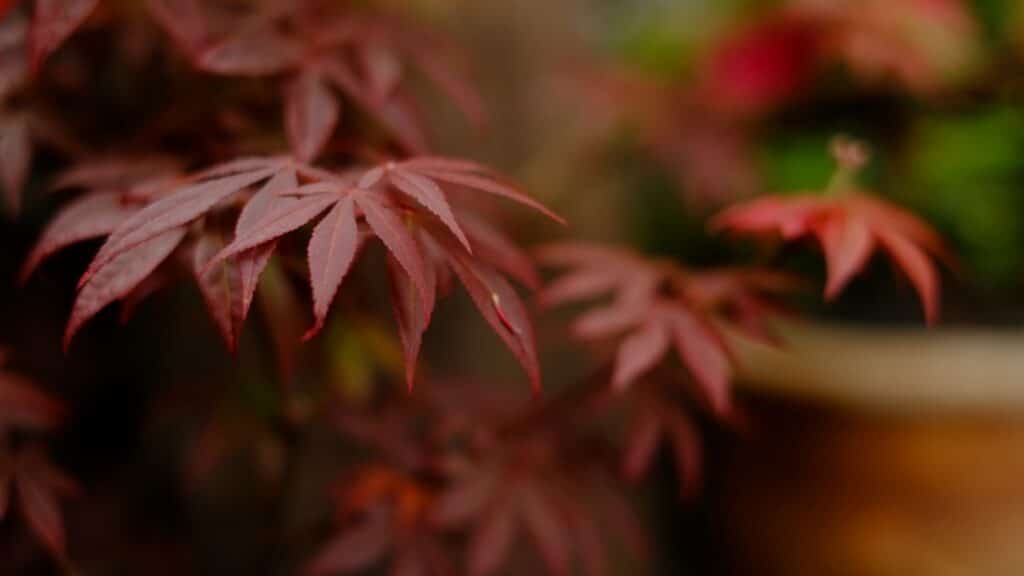 Pests and Diseases The Care & Maintenance of Japanese Maples RTEC Treecare
