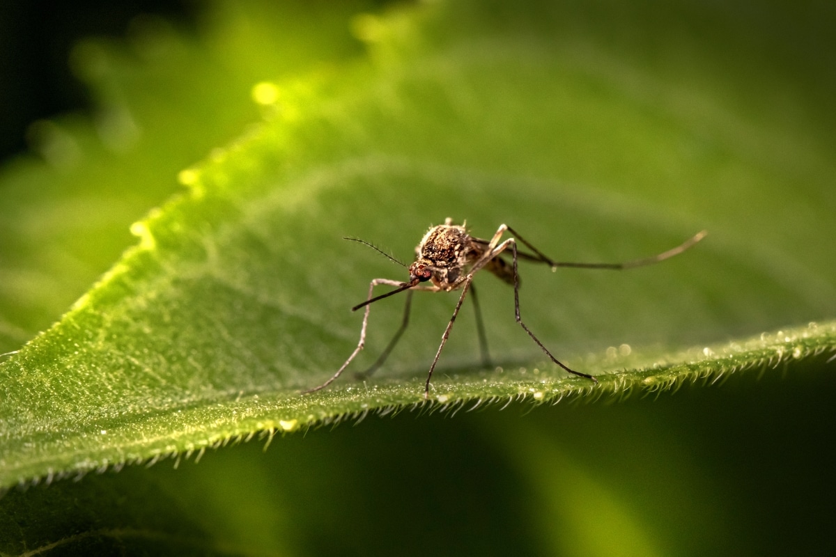Professional and Eco Friendly Mosquito Control Services RTEC Treecare
