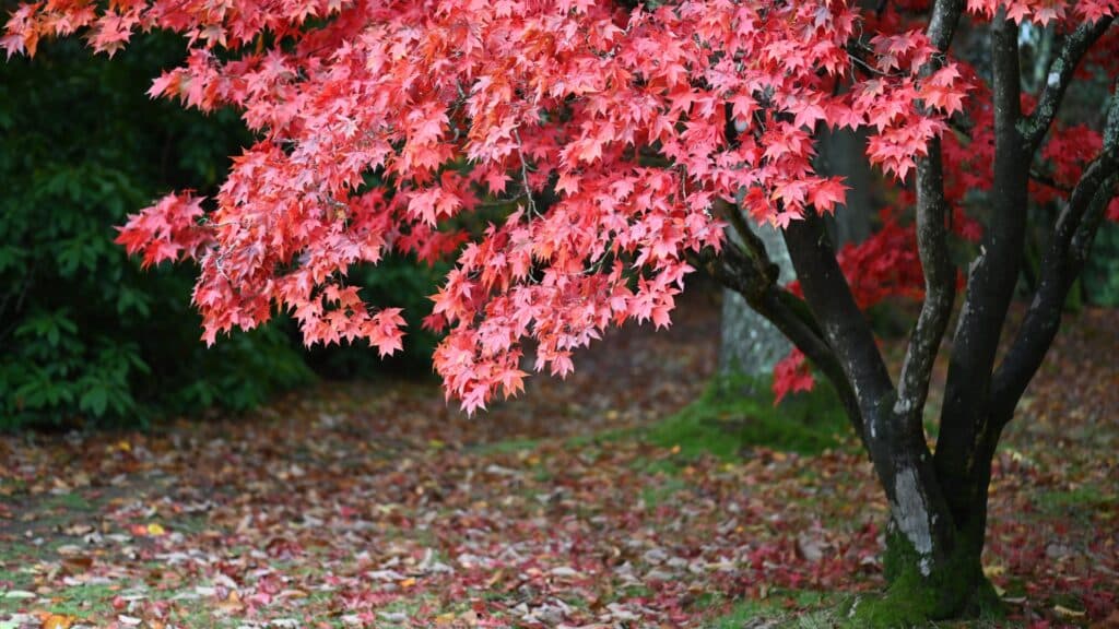 Pruning The Care & Maintenance of Japanese Maples RTEC Treecare